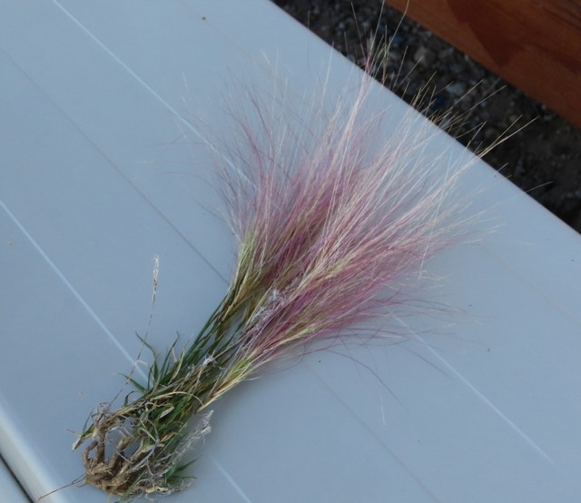 Photo Credit: Claire Sorenson