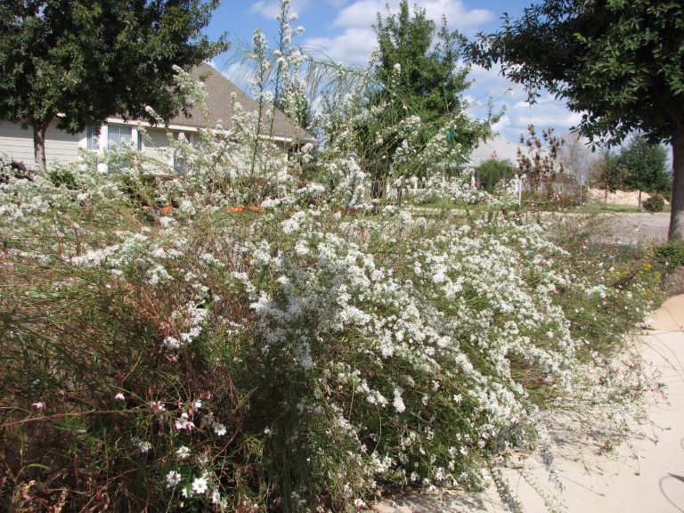 Photo Credit: Deedy Wright