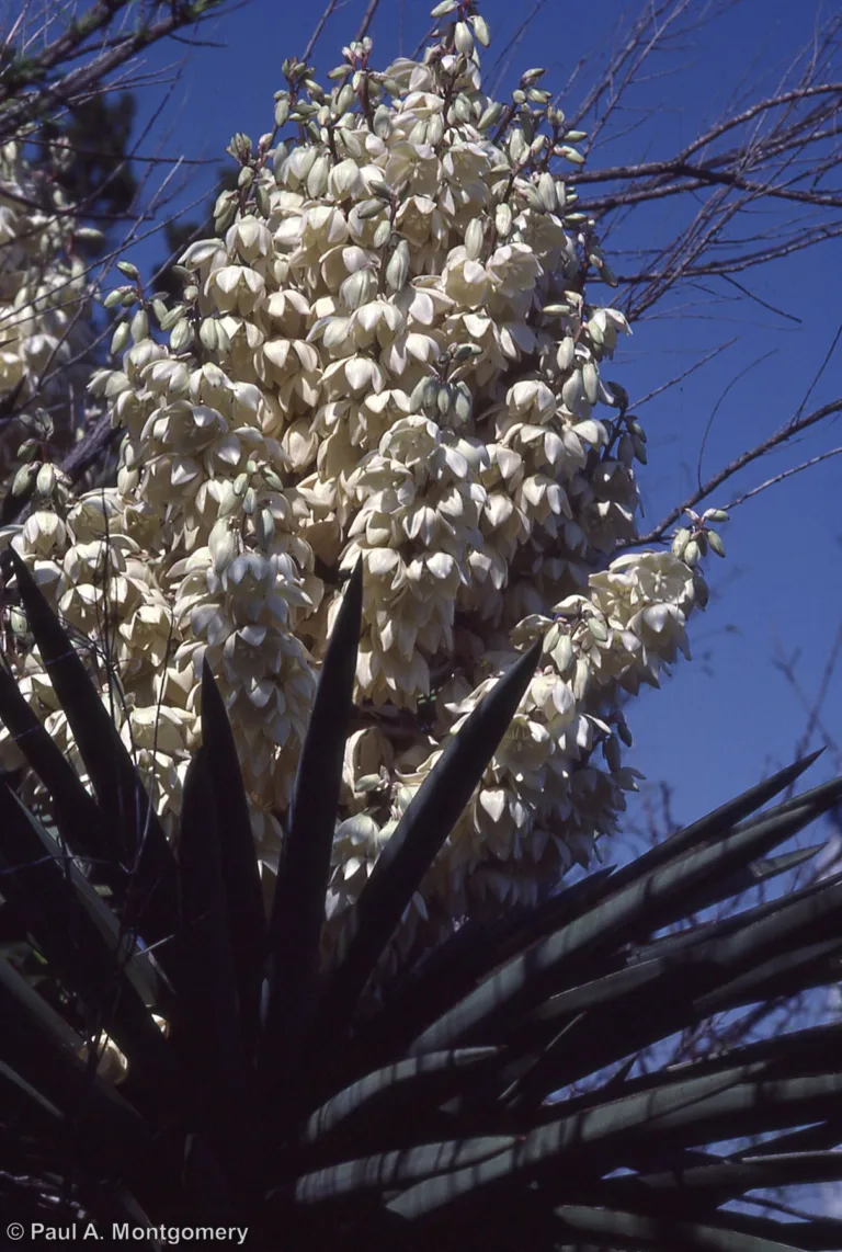 Photo Credit: Paul Montgomery