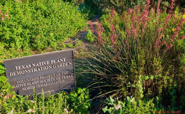 Bed of native plants with a sign that reads "Texas Native Plant Demonstration Garden"