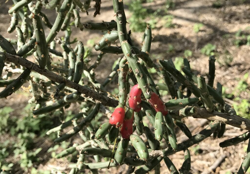 Cactus plant with red blooms