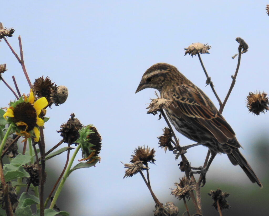 Bird perched on a native plant