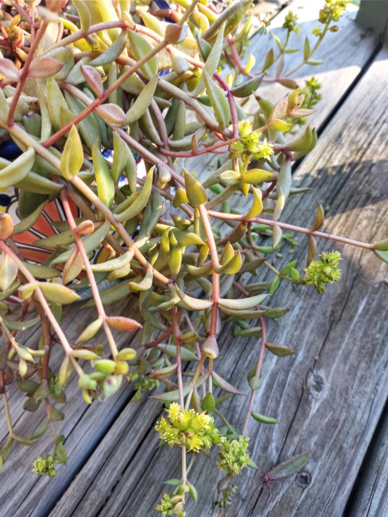 Photo Credit: Claire Sorenson