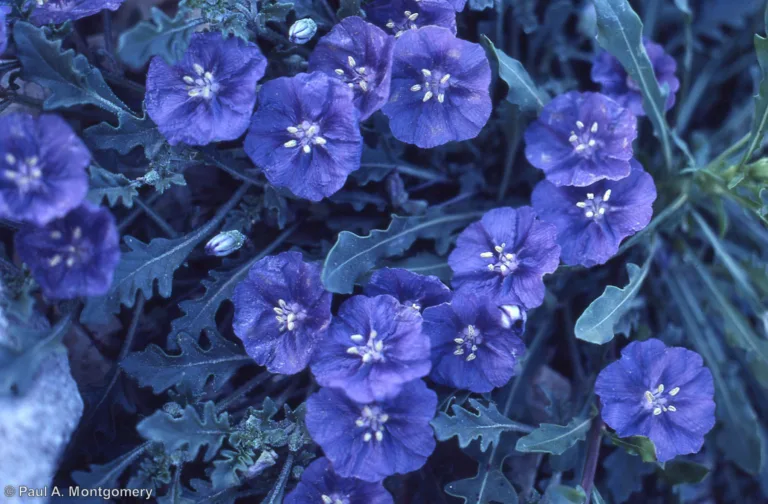 Photo Credit: Paul Montgomery