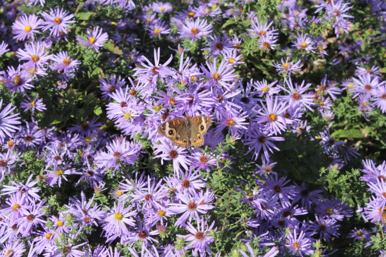 Patch of purple flowers with a butterfly
