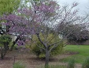Tree-like bush covered in purple blossoms.