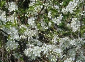 Spray of white flowers on creek plum