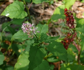 Tiny pink flowers and red berries on a plant.