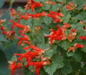 Red flowers and deep green leaves