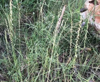 Grasses and grass seed