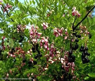 Small pink blooms on a tree branch.