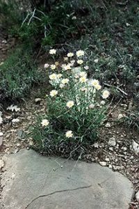 Clump of white flowers.