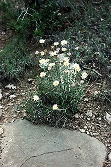 Clump of white flowers.