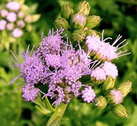 Clump of purple flowers.