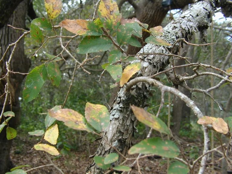 Gray tree branch with yellow-green leaves. Undergrowth in the background.