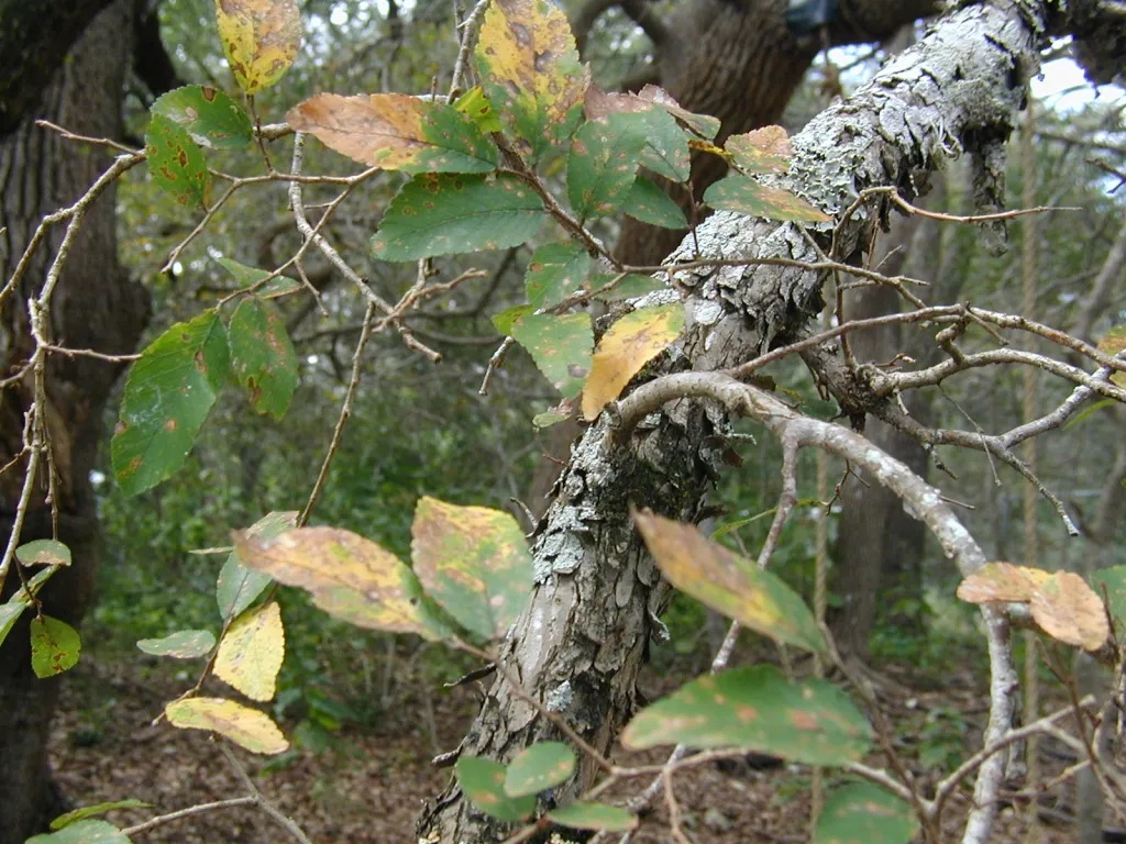 Gray tree branch with yellow-green leaves. Undergrowth in the background.