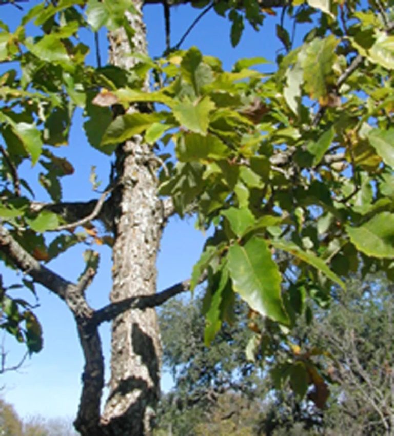 Close up image of an oak tree branch.