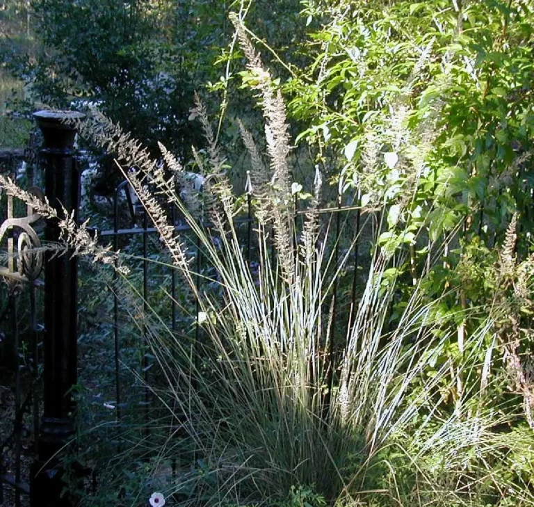 Clump of grass, with tall stalks with seeds.
