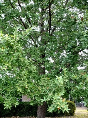 Image of a type of oak tree, thick with green leaves.
