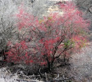 Medium size bush covered in pink blossoms.