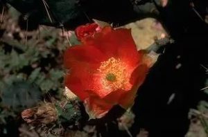 Close up of cupped, red flower