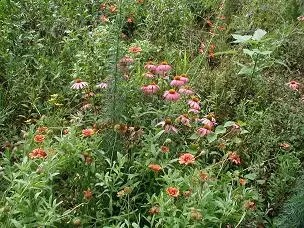 Bed of green plants interspersed with red and pink flowers.