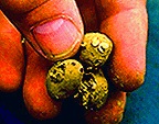 Close up of seeds between thumb and fingers.