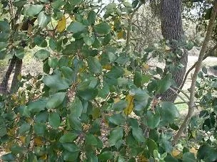 Image of broad leaves on a branch.
