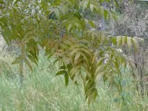 Long, narrow, compound leaves that turn yellow, lemon, gold, and pumpkin in the fall.