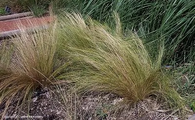 2 tufts of bunch grass.