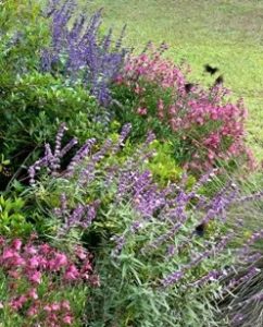 Bed of purple, pink sages.
