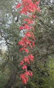 Bright red vine hanging in a tree.