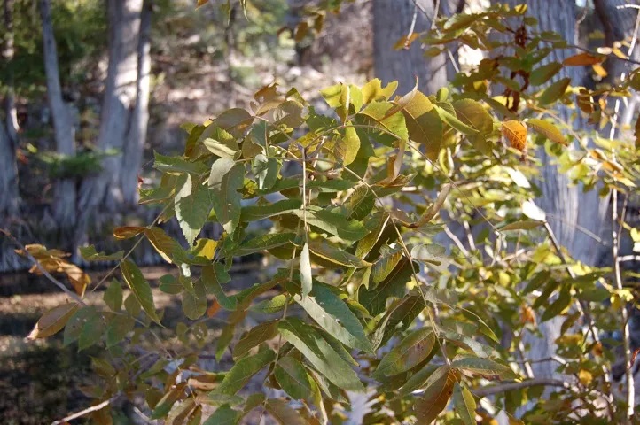 Close up of green tree (walnut leaves)