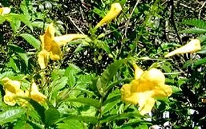 Trumpet shaped yellow flowers.
