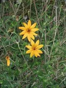 Bright yellow flowers against green foliage.