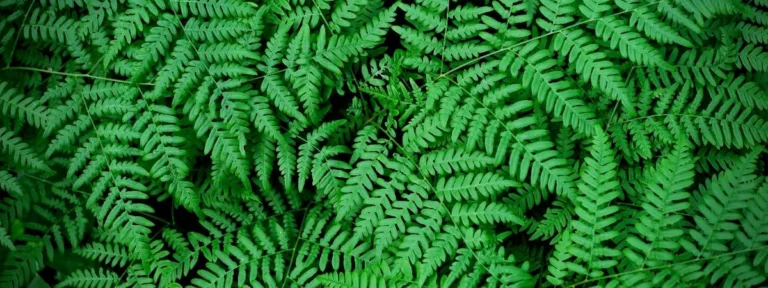 Fern fronds