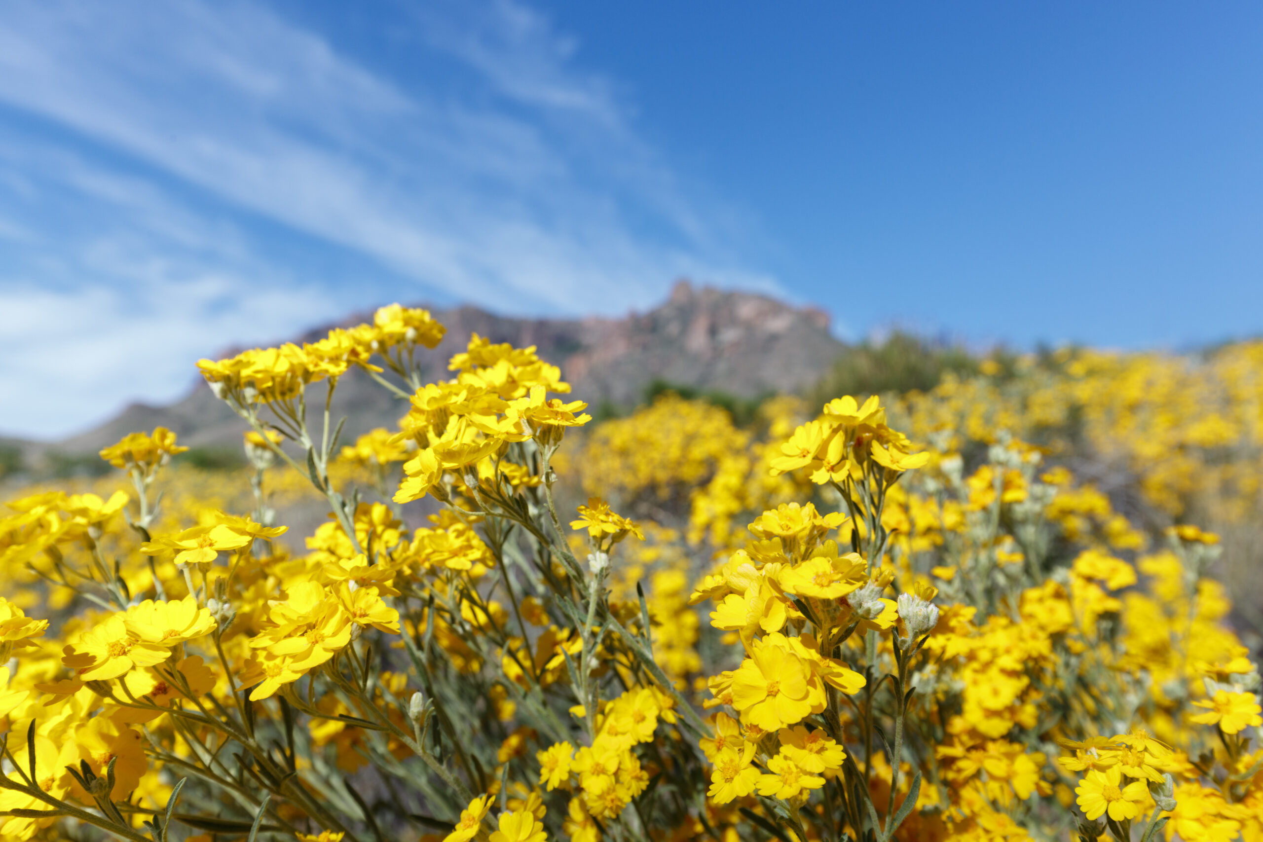 Field of yellow flowers with mountains and blue sky in the background.