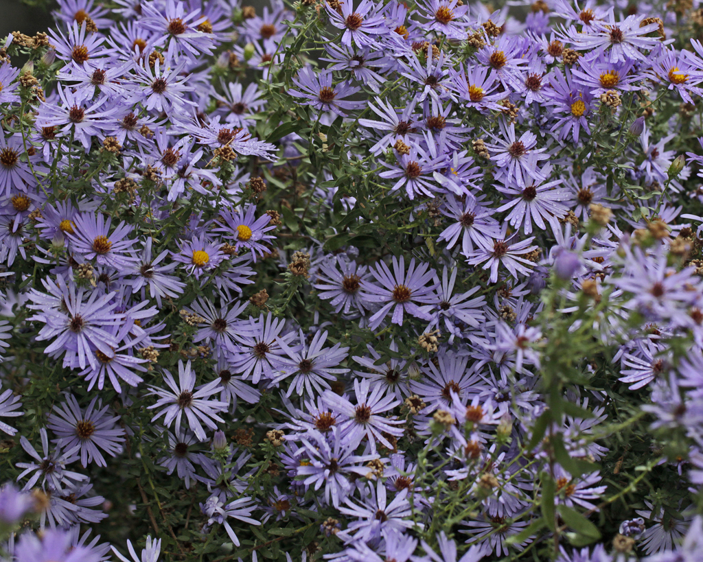 Purple flowers of native Texas plant