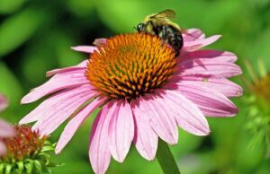 Picture of a Bumble bee on echinacea