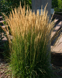 Picture of Calamagrostis X Acutiflora ‘Karl Foerster’ (Feather Reed Grass)