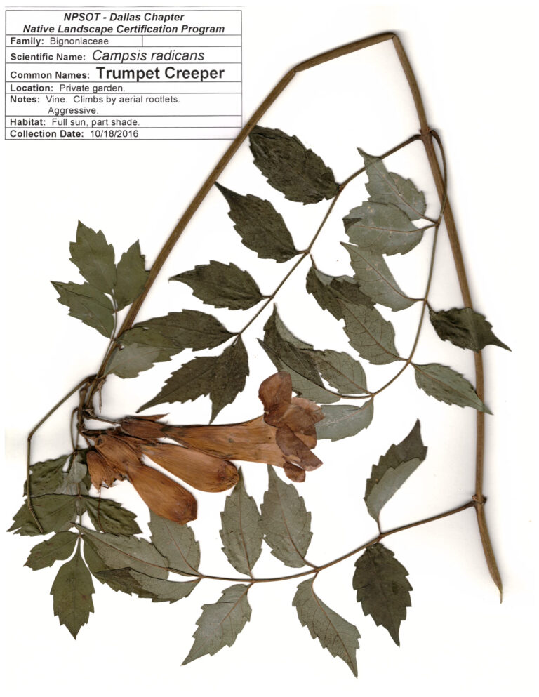 Marie-Theres Herz; Herbarium Sheet NPSOT, NTX, NLCP Level 3