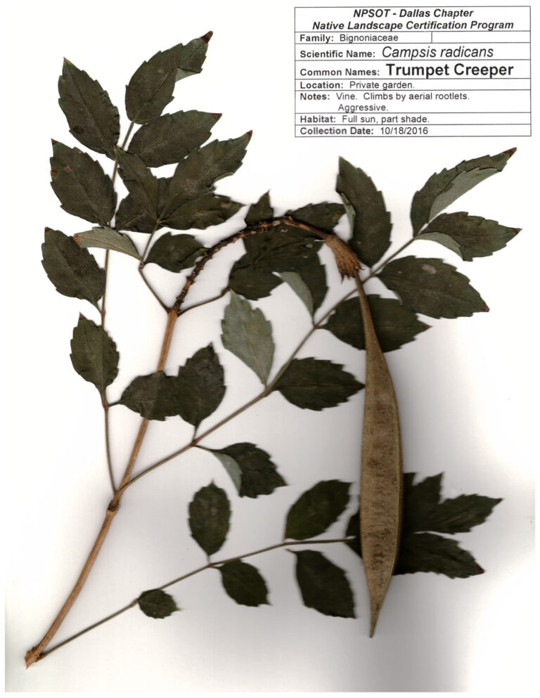 Marie-Theres Herz; Herbarium Sheet NPSOT, NTX, NLCP Level 3