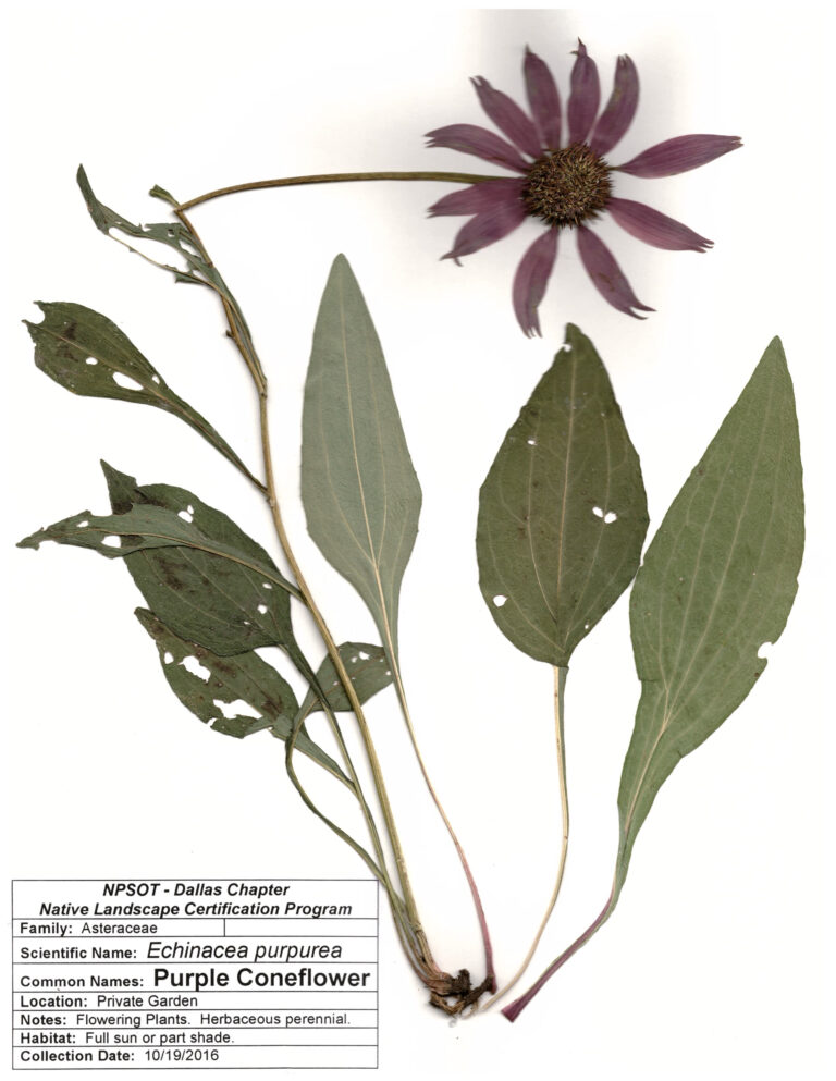 Marie-Therese Herz, Herbarium Sheet NPSOT, North Texas NLCP