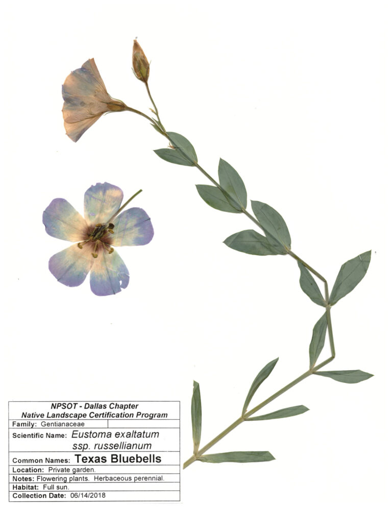 Marie-Therese Herz, Herbarium Sheet NPSOT, North Texas NLCP