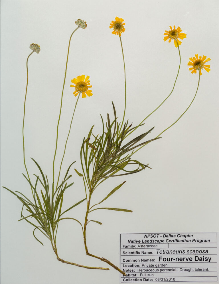 Marie-Theres Herz; Herbarium Sheet NPSOT NTX, NLCP Level 1;