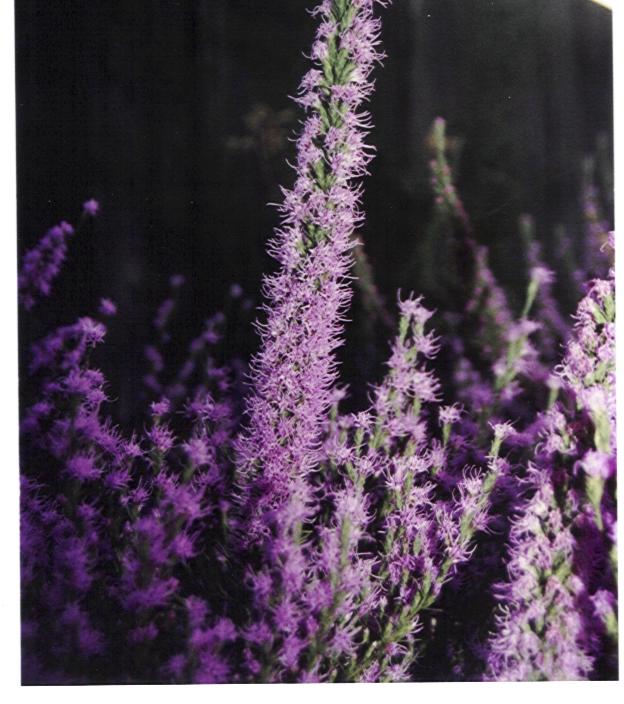 Purple flower on native plant