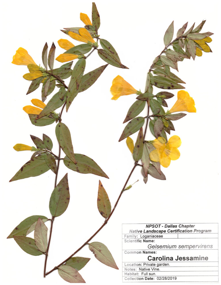 Marie-Theres Herz; Herbarium Sheet NPSOT, NTX, NLCP Level 3