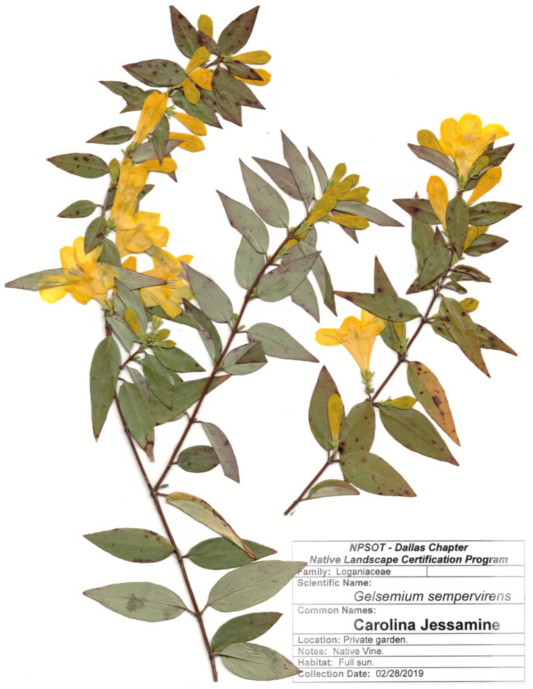 Marie-Theres Herz; Herbarium Sheet NPSOT, NTX, NLCP Level 3