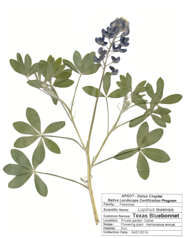 Marie-Therese Herz, Herbarium Sheet NPSOT, North Texas NLCP