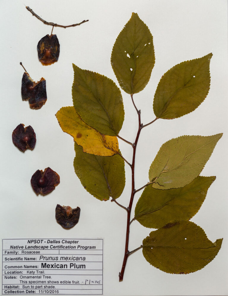 Marie-Theres Herz; Herbarium Sheet NPSOT NTX, NLCP Level 1